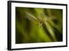 Natural Motif X-Gordon Semmens-Framed Giclee Print