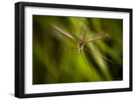 Natural Motif X-Gordon Semmens-Framed Giclee Print