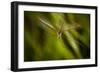 Natural Motif X-Gordon Semmens-Framed Giclee Print