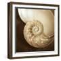 Natural Nautilus-Marlana Semenza-Framed Art Print