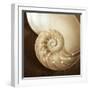 Natural Nautilus-Marlana Semenza-Framed Art Print