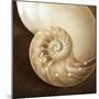 Natural Nautilus-Marlana Semenza-Mounted Art Print