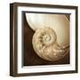 Natural Nautilus-Marlana Semenza-Framed Art Print