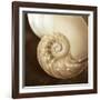 Natural Nautilus-Marlana Semenza-Framed Art Print