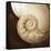 Natural Nautilus-Marlana Semenza-Framed Stretched Canvas