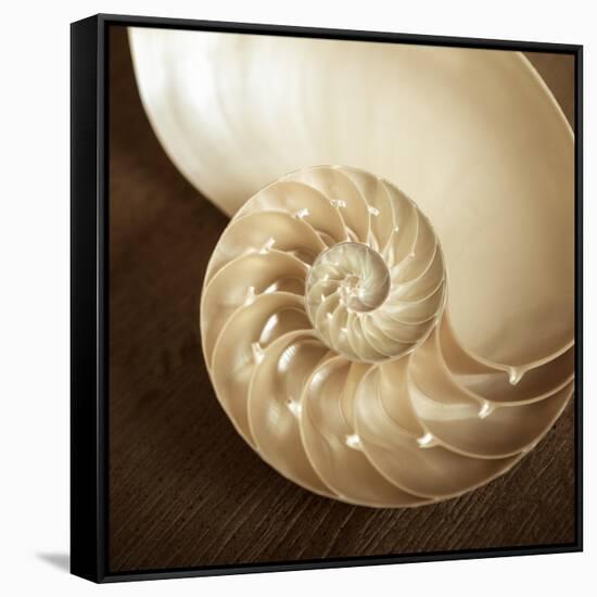 Natural Nautilus-Marlana Semenza-Framed Stretched Canvas