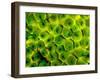 Natural Occurring Fluorescence in Corals at Night, Hol Chan Marine Preserve, Barrier Reef, Belize-Stuart Westmoreland-Framed Photographic Print