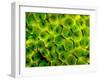 Natural Occurring Fluorescence in Corals at Night, Hol Chan Marine Preserve, Barrier Reef, Belize-Stuart Westmoreland-Framed Photographic Print