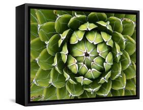 Natural Plant Background Pattern of A Spiraled Rosette from A Royal Agave-Kagenmi-Framed Stretched Canvas