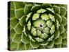 Natural Plant Background Pattern of A Spiraled Rosette from A Royal Agave-Kagenmi-Stretched Canvas