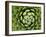 Natural Plant Background Pattern of A Spiraled Rosette from A Royal Agave-Kagenmi-Framed Photographic Print