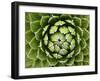 Natural Plant Background Pattern of A Spiraled Rosette from A Royal Agave-Kagenmi-Framed Photographic Print