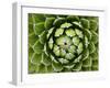 Natural Plant Background Pattern of A Spiraled Rosette from A Royal Agave-Kagenmi-Framed Photographic Print