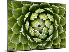 Natural Plant Background Pattern of A Spiraled Rosette from A Royal Agave-Kagenmi-Mounted Photographic Print