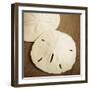 Natural Sand Dollars-Marlana Semenza-Framed Art Print