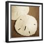 Natural Sand Dollars-Marlana Semenza-Framed Art Print