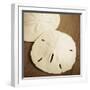 Natural Sand Dollars-Marlana Semenza-Framed Art Print