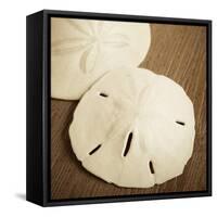 Natural Sand Dollars-Marlana Semenza-Framed Stretched Canvas