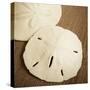 Natural Sand Dollars-Marlana Semenza-Stretched Canvas