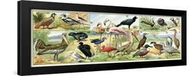 Natural Sciences: Birds. Limicole, including Flamingos, Herons, Pelican, and Ducks. Colour Engravin-null-Framed Giclee Print