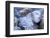 Natural Sculptural Ice Forms in the Mountain Brook-Klaus Scholz-Framed Photographic Print