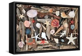 Natural Seashells and Driftwood from the Seashore-marilyna-Framed Stretched Canvas