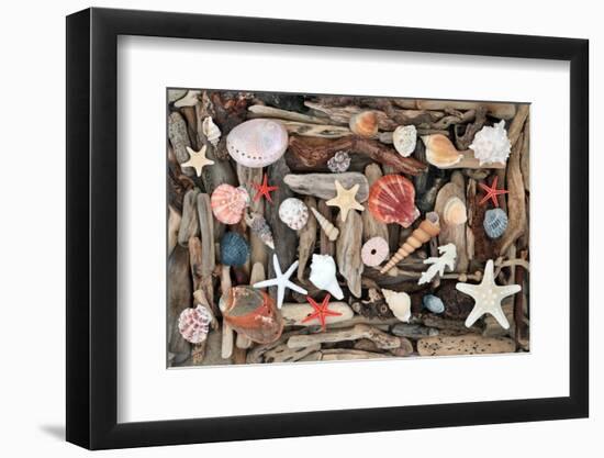 Natural Seashells and Driftwood from the Seashore-marilyna-Framed Photographic Print