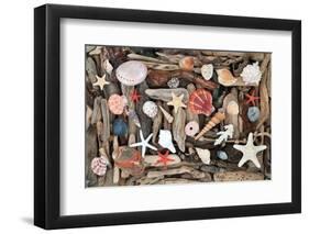 Natural Seashells and Driftwood from the Seashore-marilyna-Framed Photographic Print