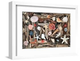 Natural Seashells and Driftwood from the Seashore-marilyna-Framed Photographic Print