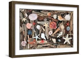 Natural Seashells and Driftwood from the Seashore-marilyna-Framed Photographic Print