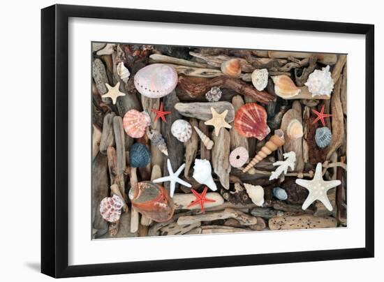 Natural Seashells and Driftwood from the Seashore-marilyna-Framed Photographic Print