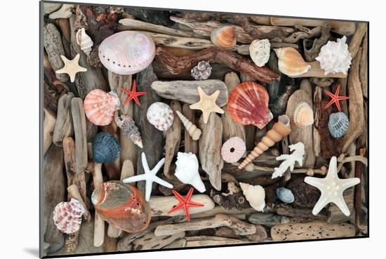Natural Seashells and Driftwood from the Seashore-marilyna-Mounted Photographic Print