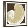 Natural Shell II-N. Harbick-Framed Art Print