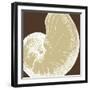 Natural Shell II-N. Harbick-Framed Art Print