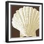 Natural Shell IV-N. Harbick-Framed Art Print