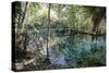 Natural Springs at Silver Springs State Park, Johnny Weismuller Tarzan films location, Florida, USA-Ethel Davies-Stretched Canvas