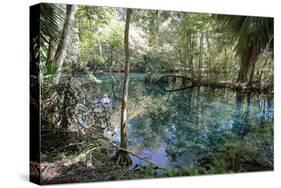 Natural Springs at Silver Springs State Park, Johnny Weismuller Tarzan films location, Florida, USA-Ethel Davies-Stretched Canvas