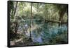 Natural Springs at Silver Springs State Park, Johnny Weismuller Tarzan films location, Florida, USA-Ethel Davies-Framed Stretched Canvas