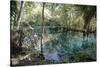 Natural Springs at Silver Springs State Park, Johnny Weismuller Tarzan films location, Florida, USA-Ethel Davies-Stretched Canvas