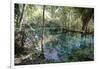 Natural Springs at Silver Springs State Park, Johnny Weismuller Tarzan films location, Florida, USA-Ethel Davies-Framed Photographic Print