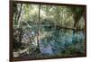 Natural Springs at Silver Springs State Park, Johnny Weismuller Tarzan films location, Florida, USA-Ethel Davies-Framed Photographic Print