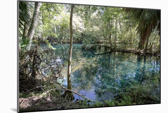 Natural Springs at Silver Springs State Park, Johnny Weismuller Tarzan films location, Florida, USA-Ethel Davies-Mounted Photographic Print