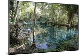 Natural Springs at Silver Springs State Park, Johnny Weismuller Tarzan films location, Florida, USA-Ethel Davies-Mounted Photographic Print