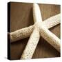 Natural Starfish-Marlana Semenza-Stretched Canvas