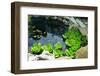 Natural Stone Pond as Landscaping Design Element-elenathewise-Framed Photographic Print