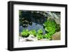 Natural Stone Pond as Landscaping Design Element-elenathewise-Framed Photographic Print