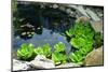 Natural Stone Pond as Landscaping Design Element-elenathewise-Mounted Photographic Print