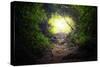 Natural Tunnel in Tropical Jungle Forest. Road Path Way through Lush, Foliage and Trees of Evergree-SergWSQ-Stretched Canvas
