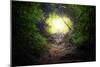 Natural Tunnel in Tropical Jungle Forest. Road Path Way through Lush, Foliage and Trees of Evergree-SergWSQ-Mounted Photographic Print