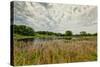 Natural Wetlands at Sibley State Park, Minnesota-Wolterk-Stretched Canvas